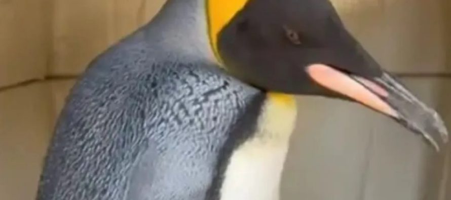 Un pingüino rey fue rescatado en las costas de Vicente López