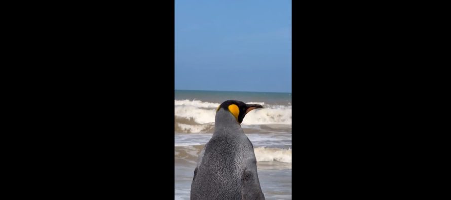 De Vicente López al océano: liberaron al pingüino rey que apareció en el Río de la Plata