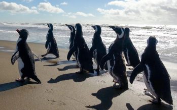 15 pingüinos regresan al mar después de meses de rehabilitación