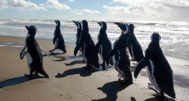 15 pingüinos regresan al mar después de meses de rehabilitación