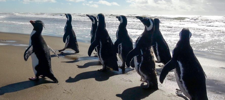 15 pingüinos regresan al mar después de meses de rehabilitación