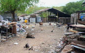 Escobar: la Municipalidad trasladó algunos de los más de 200 animales rescatados del megabasural clausurado