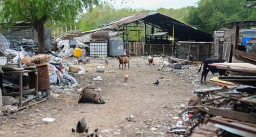 Escobar: la Municipalidad trasladó algunos de los más de 200 animales rescatados del megabasural clausurado