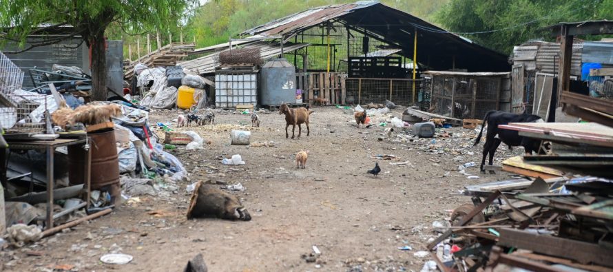 Escobar: la Municipalidad trasladó algunos de los más de 200 animales rescatados del megabasural clausurado