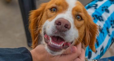 San Fernando celebró el Día del Animal con diversas actividades