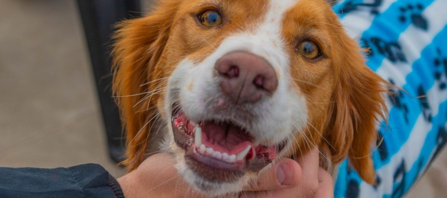 San Fernando prohibió la venta de animales y criaderos en el distrito
