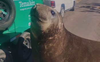 Rescate exitoso: un elefante marino volvió a su hábitat tras aparecer en Ensenada