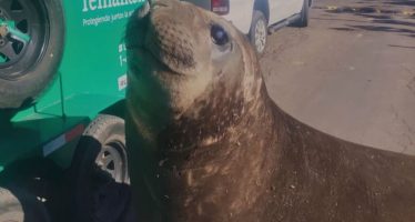Rescate exitoso: un elefante marino volvió a su hábitat tras aparecer en Ensenada