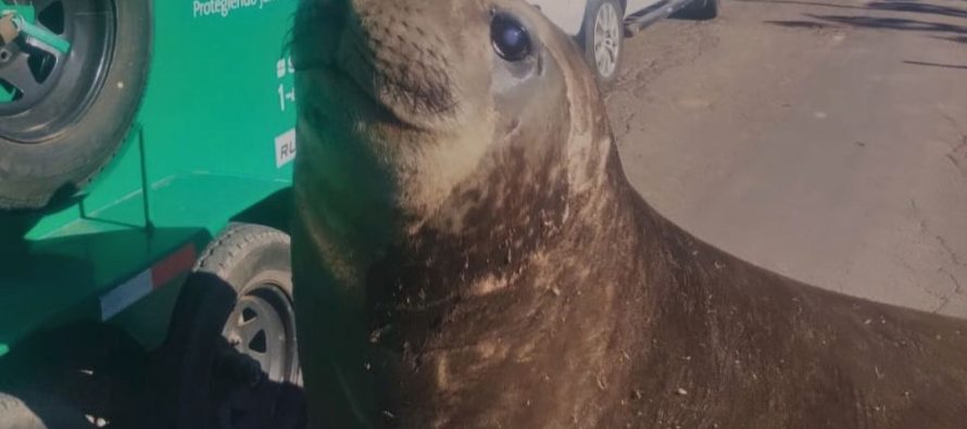Rescate exitoso: un elefante marino volvió a su hábitat tras aparecer en Ensenada