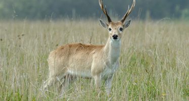Autorizan la caza controlada de jabalíes para proteger al venado de las pampas