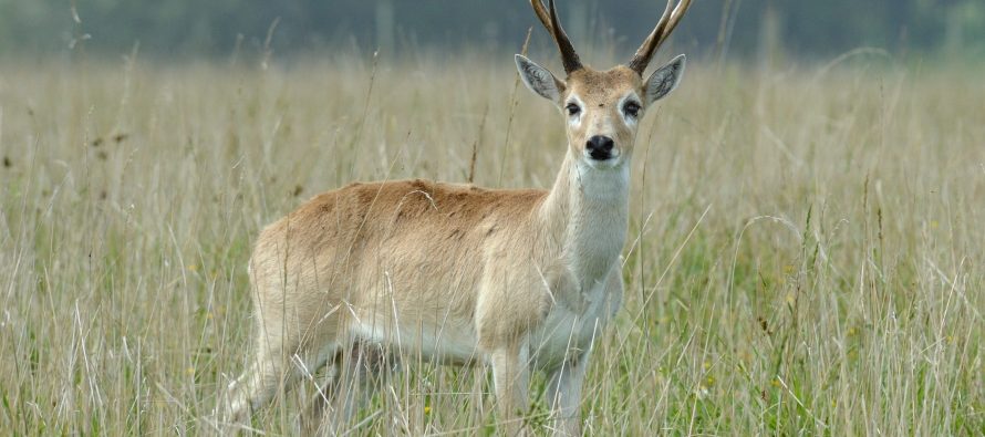 Autorizan la caza controlada de jabalíes para proteger al venado de las pampas