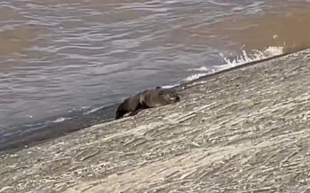 Apareció un lobo marino en la costa de Vicente López: fue rescatado y será rehabilitado en Temaikèn