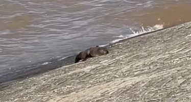 Apareció un lobo marino en la costa de Vicente López: fue rescatado y será rehabilitado en Temaikèn