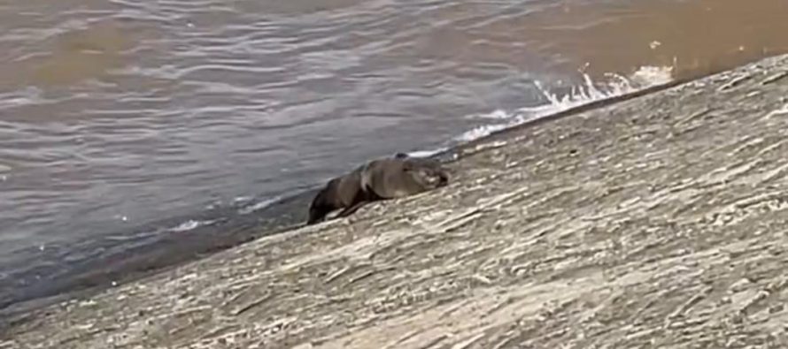 Apareció un lobo marino en la costa de Vicente López: fue rescatado y será rehabilitado en Temaikèn