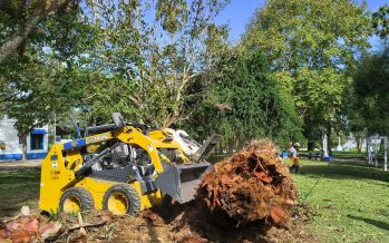 Isla Martín García: Intensifican las acciones para el control del picudo rojo de las palmeras