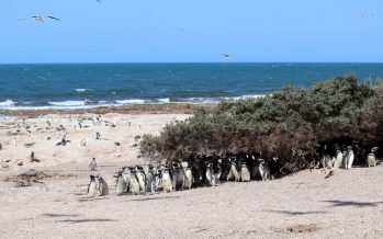 Confirman que aumentaron las colonias de pingüinos de Magallanes a lo largo de la costa argentina