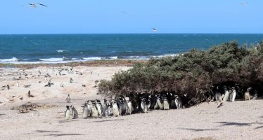 Confirman que aumentaron las colonias de pingüinos de Magallanes a lo largo de la costa argentina