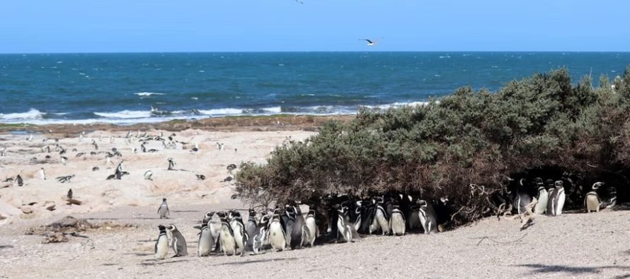Confirman que aumentaron las colonias de pingüinos de Magallanes a lo largo de la costa argentina
