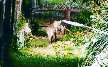 La Dirección de Flora y Fauna de Provincia activó un protocolo de prevención por el puma avistado en El Cazador