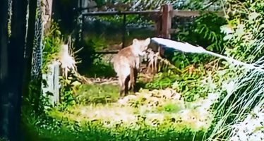 La Dirección de Flora y Fauna de Provincia activó un protocolo de prevención por el puma avistado en El Cazador