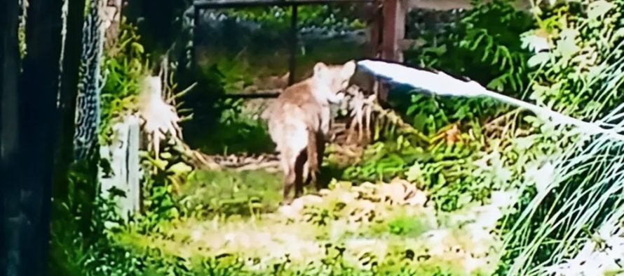 La Dirección de Flora y Fauna de Provincia activó un protocolo de prevención por el puma avistado en El Cazador