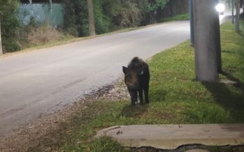 Alerta en Escobar: tras la aparición de un puma, ahora detectaron un jabalí en zona urbana