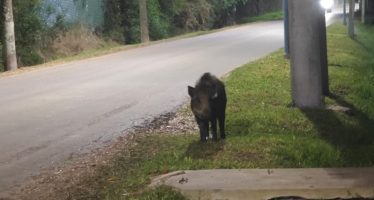 Alerta en Escobar: tras la aparición de un puma, ahora detectaron un jabalí en zona urbana
