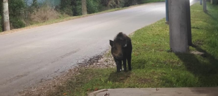 Alerta en Escobar: tras la aparición de un puma, ahora detectaron un jabalí en zona urbana