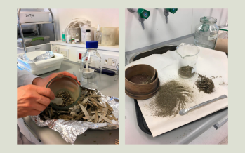 Investigadores de la UNSAM desarrollan antiparasitarios naturales para frenar la contaminación en el Delta