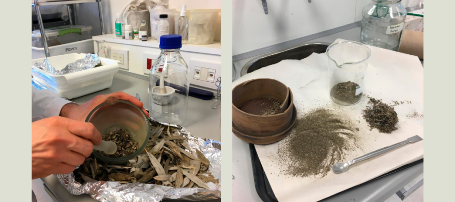 Investigadores de la UNSAM desarrollan antiparasitarios naturales para frenar la contaminación en el Delta
