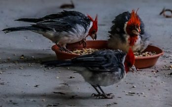 El operativo que salvó a 81 animales del tráfico ilegal