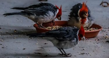 El operativo que salvó a 81 animales del tráfico ilegal