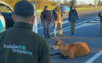 Tras el rescate, el ciervo es monitoreado en el Centro de Recuperación de Especies Temaikèn