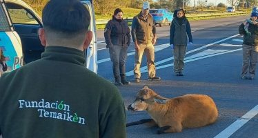 Tras el rescate, el ciervo es monitoreado en el Centro de Recuperación de Especies Temaikèn