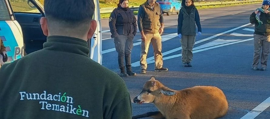 Tras el rescate, el ciervo es monitoreado en el Centro de Recuperación de Especies Temaikèn