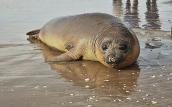 Un elefante marino rehabilitado fue reintroducido al mar en San Clemente del Tuyú