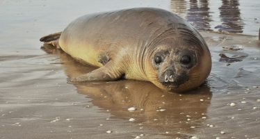 Un elefante marino rehabilitado fue reintroducido al mar en San Clemente del Tuyú