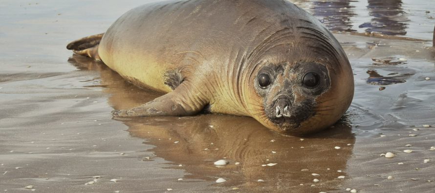 Un elefante marino rehabilitado fue reintroducido al mar en San Clemente del Tuyú