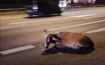 Hallan un ciervo herido en la Ruta 9 y se reaviva el pedido de precaución