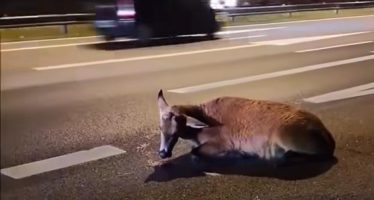 Hallan un ciervo herido en la Ruta 9 y se reaviva el pedido de precaución