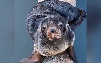 Papelón del municipio de Tigre: intentaron rescatar un lobo marino sin respetar ningún protocolo