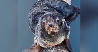 Papelón del municipio de Tigre: intentaron rescatar un lobo marino sin respetar ningún protocolo
