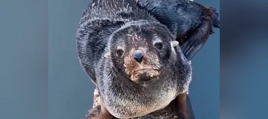 Papelón del municipio de Tigre: intentaron rescatar un lobo marino sin respetar ningún protocolo