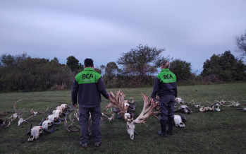 Entre Ríos: investigan una red de caza ilegal tras el sacrificio de un ciervo de 72 puntas