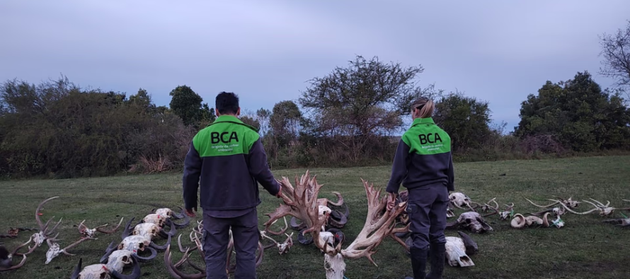 Entre Ríos: investigan una red de caza ilegal tras el sacrificio de un ciervo de 72 puntas