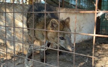 San Pedro: Rescataron a un zorro encadenado que era exhibido en una casa de comidas