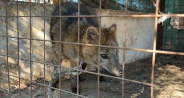 San Pedro: Rescataron a un zorro encadenado que era exhibido en una casa de comidas