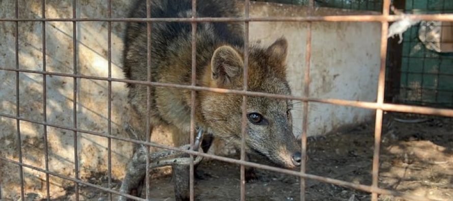 San Pedro: Rescataron a un zorro encadenado que era exhibido en una casa de comidas