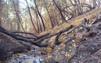 Un estudio comprobó que los incendios forestales alteraron la calidad del agua en la Patagonia