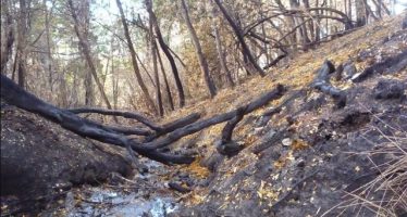 Un estudio comprobó que los incendios forestales alteraron la calidad del agua en la Patagonia